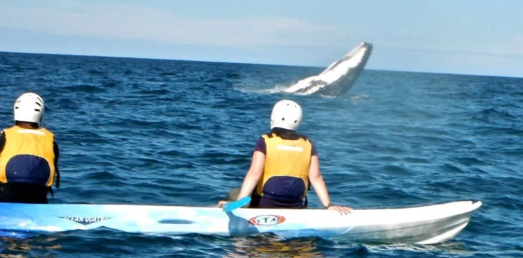 Whale Watching in Australia. Something Completely Different!